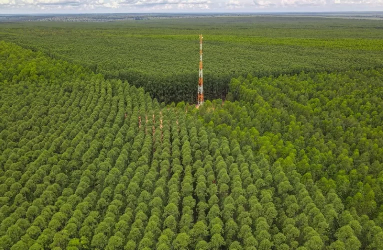 STF marca conciliação em disputa corporativa sobre controle da Eldorado Brasil Celulose
