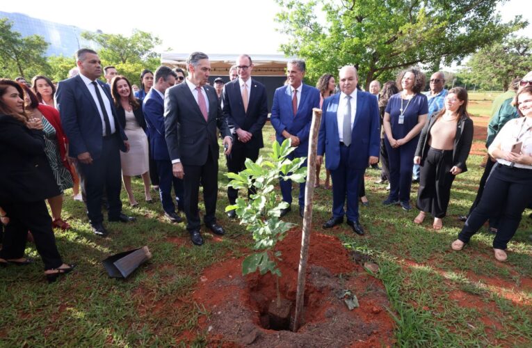 STF +Sustentável: área verde próxima ao Tribunal recebe novas mudas de árvores do cerrado