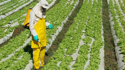 STF mantém suspensão de normas do CE que simplificam licenciamento ambiental em atividades com agrotóxico